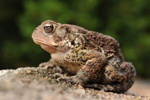 Become a FrogWatcher! Training