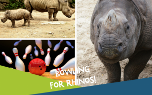 Bowling for Rhinos at AMF Cranston Lanes