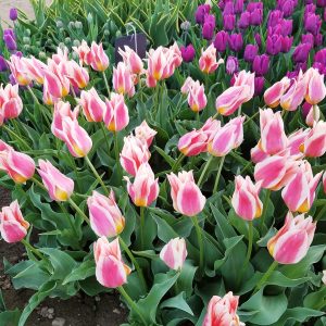 Wicked Tulips Flower Farm U-Pick