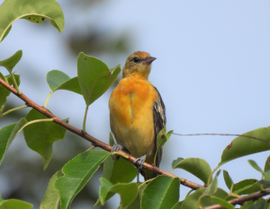 The Importance of Stopover Habitat for Migratory Birds on Aquidneck Island