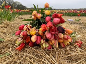 Wicked Tulips Flower Farm U-Pick and Curbside Pick-up