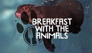 Breakfast With the Giant Otters